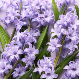 Hyacinthus Orientalis Extract